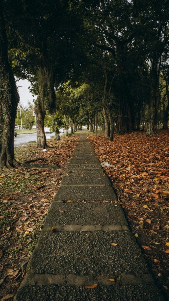 Tranquil sidewalk surrounded by trees and fallen leaves in Rio de Janeiro, Brazil.